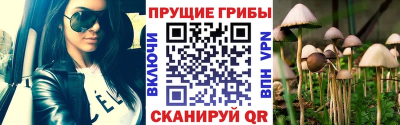 Галлюциногенные грибы Psilocybe  купить  цена  Слободской 